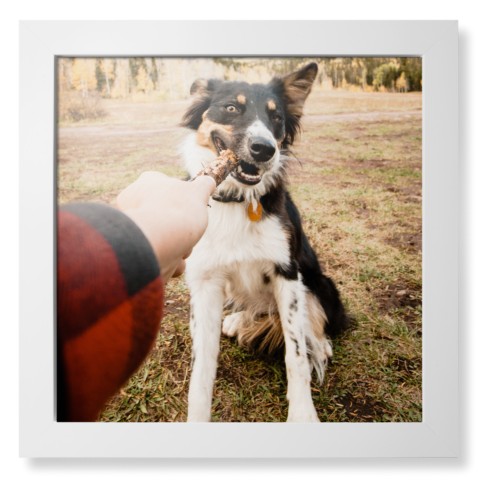 Pet Photo Gallery