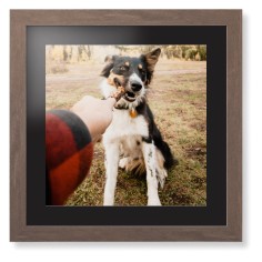 Pet Photo Gallery