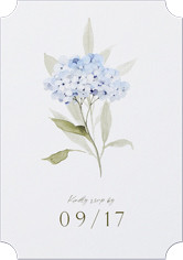 Hydrangea Highlight