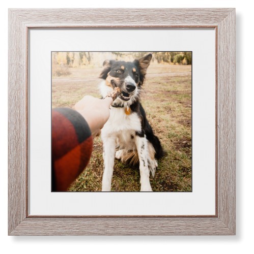 Pet Photo Gallery