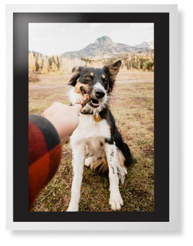 Pet Photo Gallery
