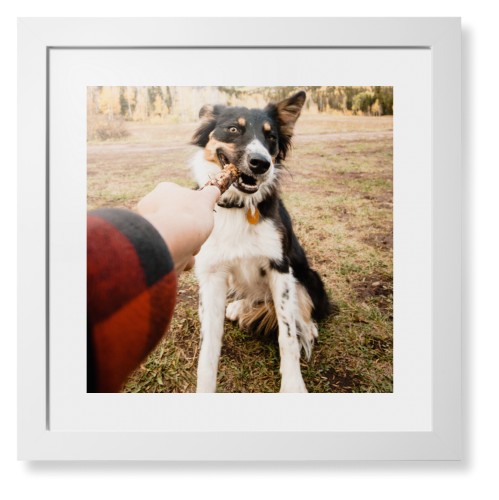 Pet Photo Gallery