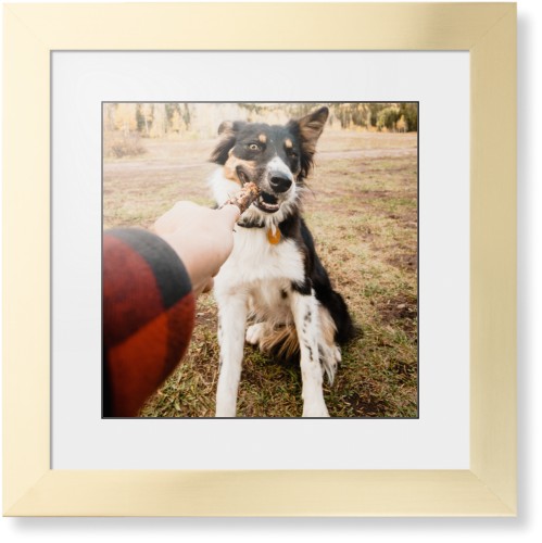 Pet Photo Gallery