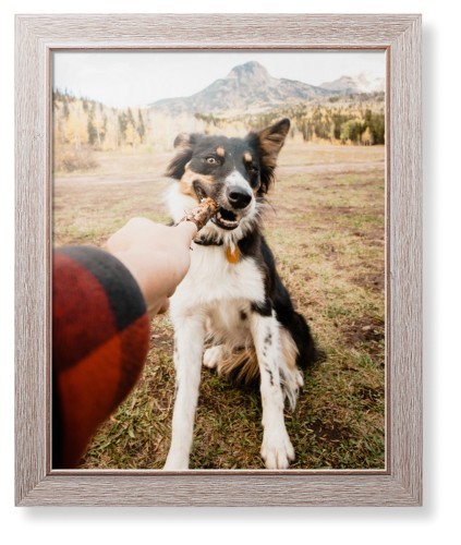 Pet Photo Gallery