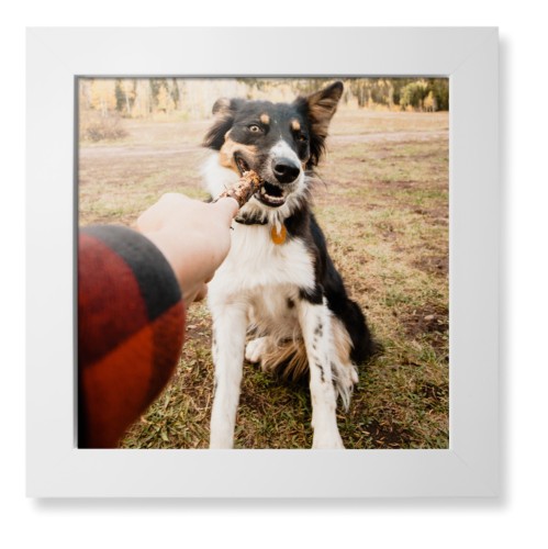 Pet Photo Gallery