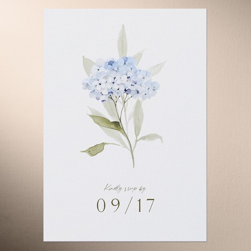 Hydrangea Highlight