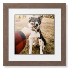 Pet Photo Gallery