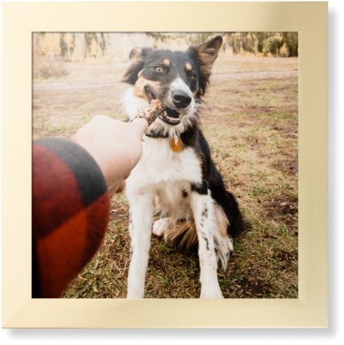 Pet Photo Gallery