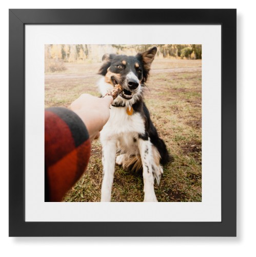 Pet Photo Gallery
