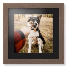 Pet Photo Gallery