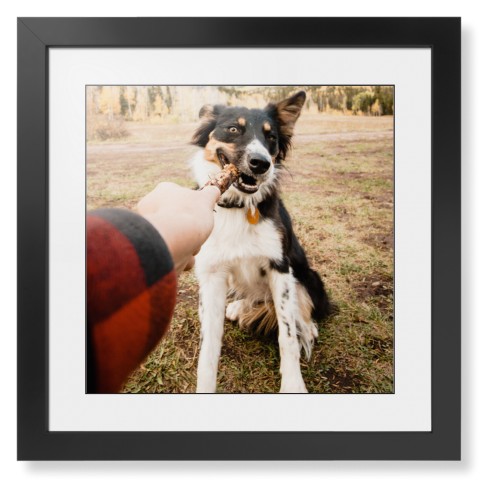 Pet Photo Gallery
