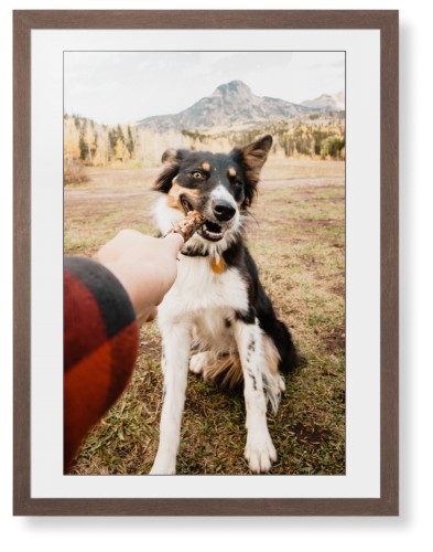 Pet Photo Gallery