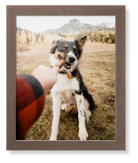 Pet Photo Gallery
