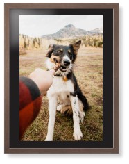 Pet Photo Gallery