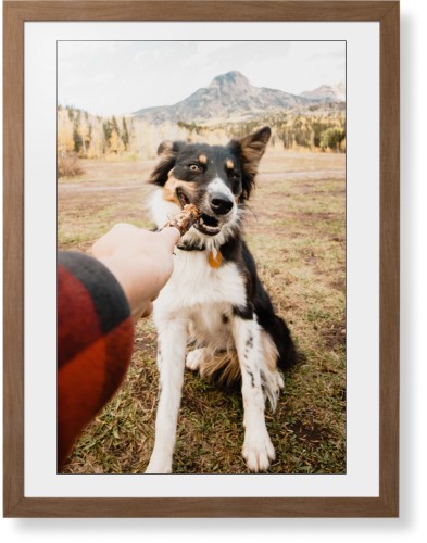 Pet Photo Gallery