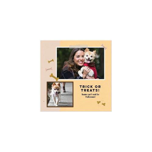 Four Legged Friends 12x12 undefined  Wall Calendar