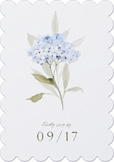 Hydrangea Highlight