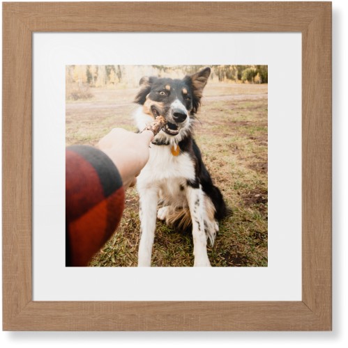 Pet Photo Gallery