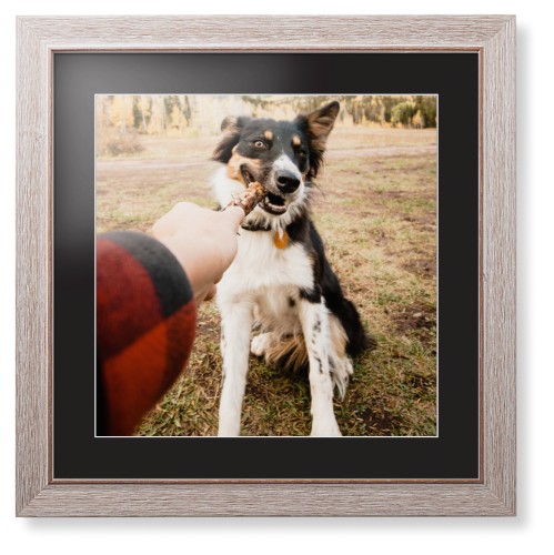 Pet Photo Gallery