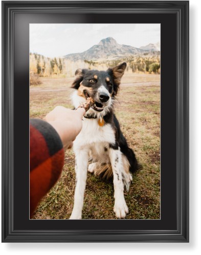 Pet Photo Gallery