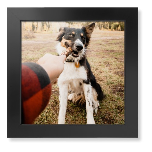 Pet Photo Gallery