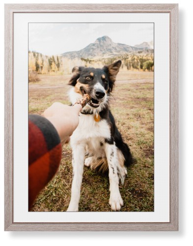 Pet Photo Gallery