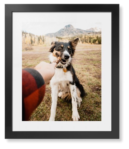 Pet Photo Gallery