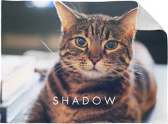 Pets Photo Gallery Horizontal