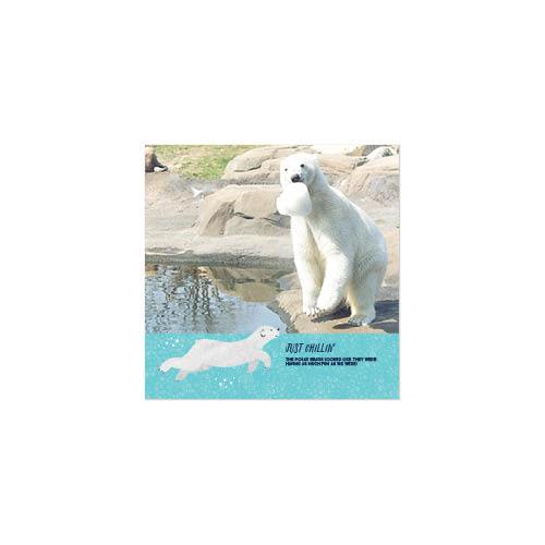 Animal Adventures 8x8 undefined  Premium Album