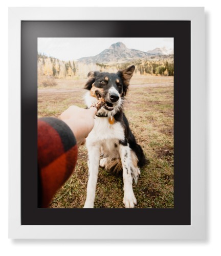 Pet Photo Gallery