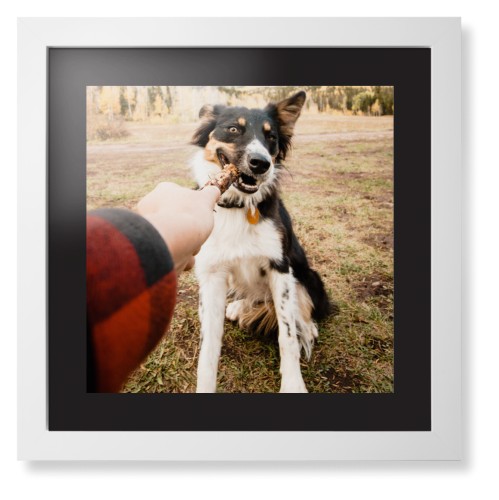 Pet Photo Gallery