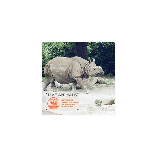 Animal Adventures 8x8 undefined  Premium Album