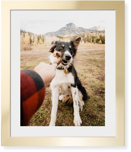 Pet Photo Gallery