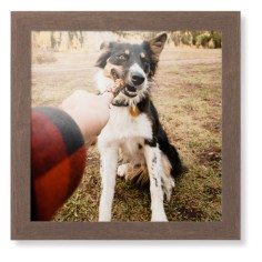 Pet Photo Gallery