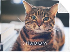 Pets Photo Gallery Horizontal