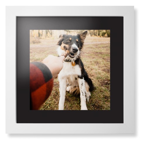 Pet Photo Gallery