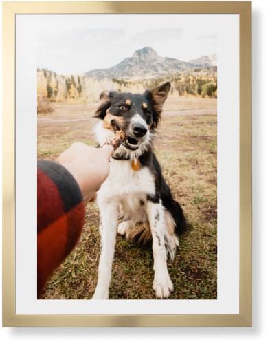 Pet Photo Gallery