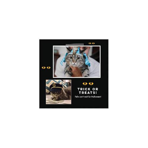 Four Legged Friends 12x12 undefined  Wall Calendar