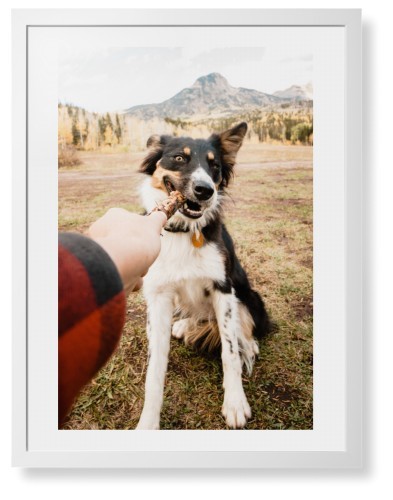 Pet Photo Gallery