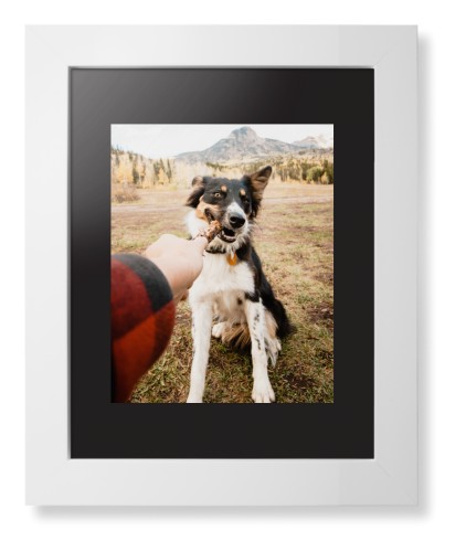 Pet Photo Gallery