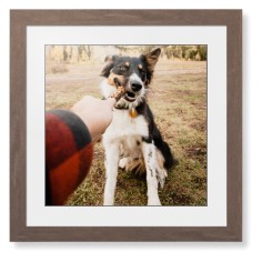 Pet Photo Gallery