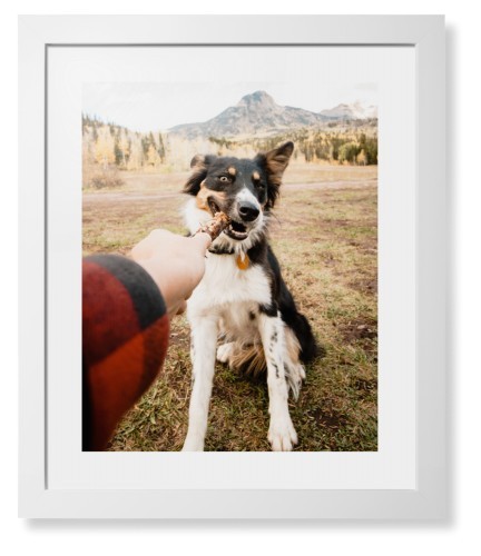 Pet Photo Gallery