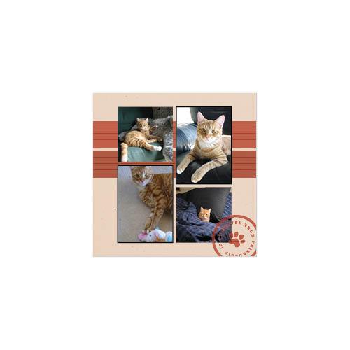 Four Legged Friends 12x12 undefined  Wall Calendar