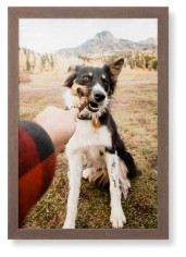 Pet Photo Gallery