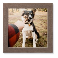 Pet Photo Gallery
