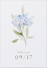 Hydrangea Highlight