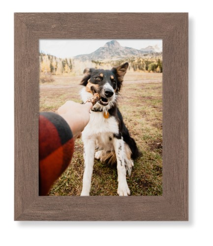 Pet Photo Gallery