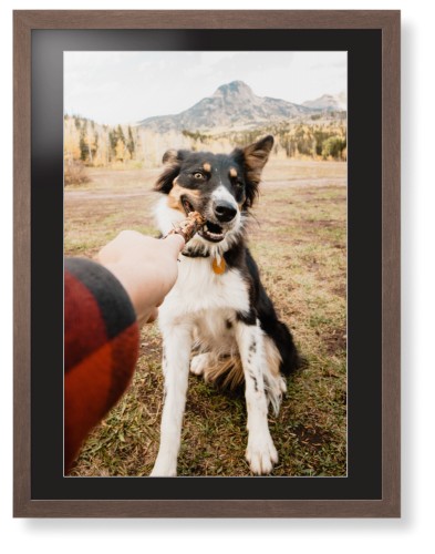 Pet Photo Gallery