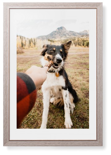 Pet Photo Gallery
