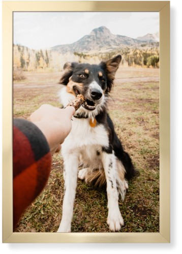 Pet Photo Gallery